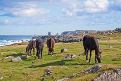 Bonavista_grazing