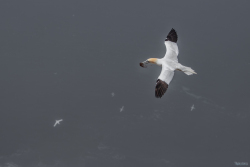 Cape-St-Marys-Bird-Sanctuary-2-122-of-1872012