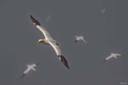 Cape-St-Marys-Bird-Sanctuary-2-130-of-1872012