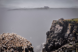 Cape-St-Marys-Bird-Sanctuary-663-of-8502012