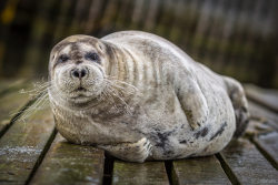 Seal-20160216-0010