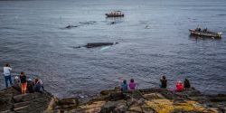whales-at-Witless-Bay-20160806-469