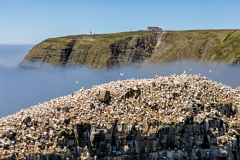 Cape-St-Marys