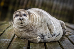 Seal-20160216-0010