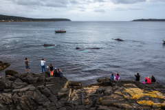 whales-at-Witless-Bay-20160806-426