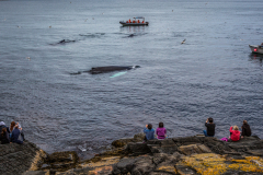whales-at-Witless-Bay-20160806-469